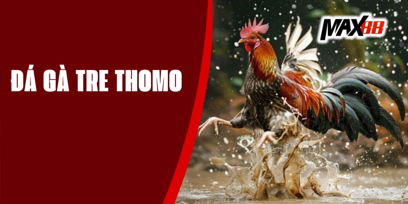 Đá Gà Tre Thomo